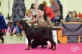 IDS Nitra, 7.12.2019, trieda dorastu - veľmi nádejná, Best puppy of breed